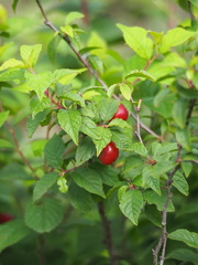 Prunus pogonostyla