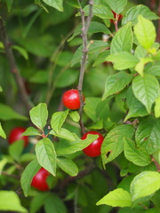 Prunus pogonostyla