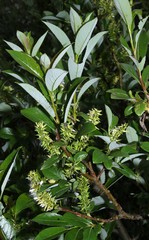 Salix glabra