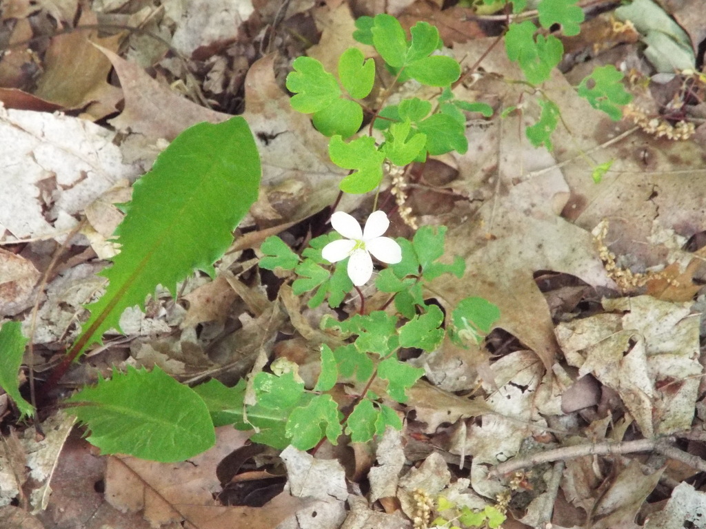 Enemion biternatum; photograph (c) Lexi Destria, some rights reserved (CC BY)