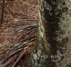 Anolis sagrei