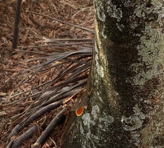 Anolis sagrei