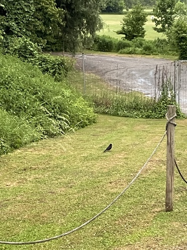 Eurasian Blackbird