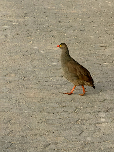 Red-billed Spurfowl (Pternistis adspersus), photo 5