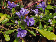 Ajuga pygmaea