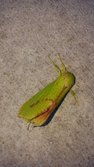 Aenetus eximia
