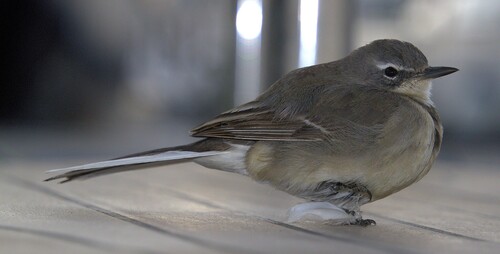 iNaturalist: (c) Nick Leggatt, some rights reserved (CC BY-NC), uploaded by Nick Leggatt iNaturalist image