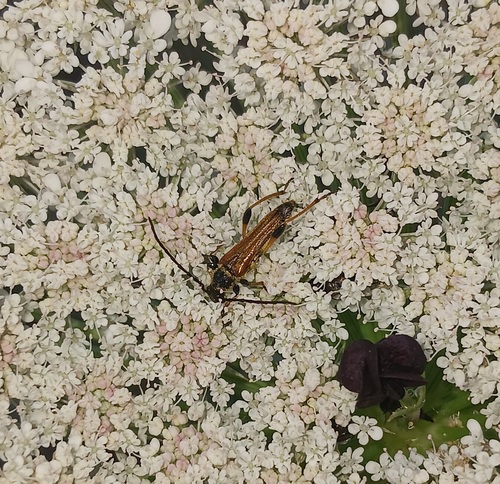 Stenopterus ater