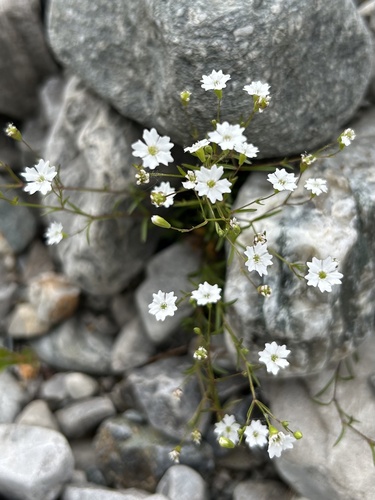 alpine catchfly