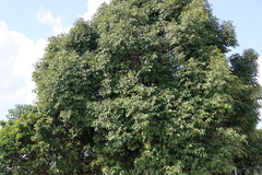 Syzygium guineense