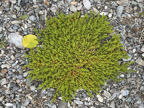 Smooth Rupturewort