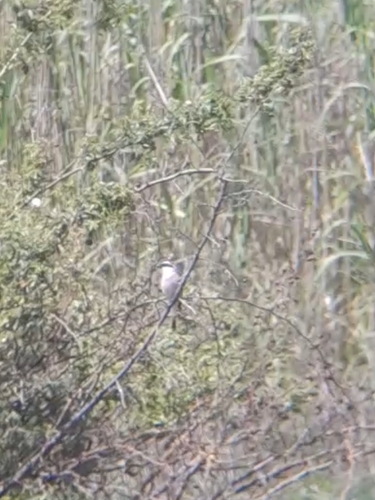 Red-backed Shrike