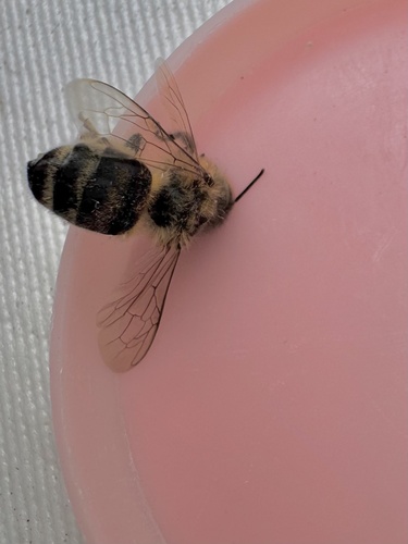 Western Honey Bee
