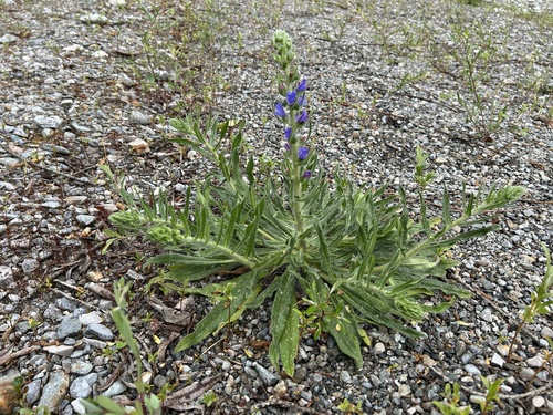 viper's-bugloss