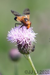 Volucella