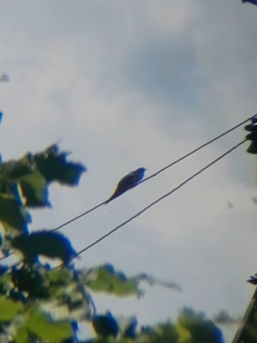 Common Cuckoo