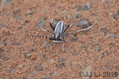 Eodorcadion intermedium