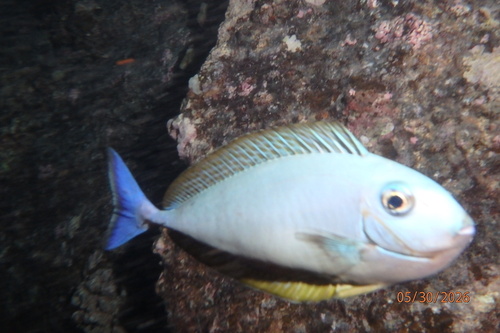 Naso hexacanthus, 2026-05-30