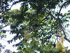 Rhyticeros undulatus