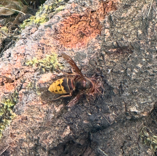 European Hornet