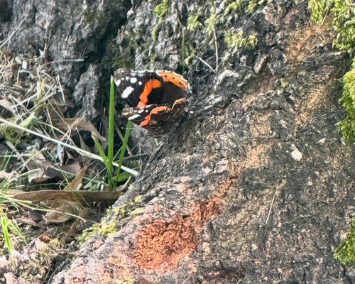 Red Admiral