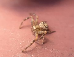 Xysticus croceus
