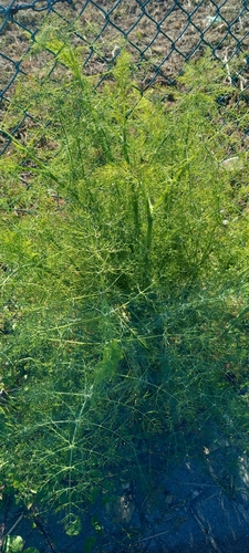 fennel