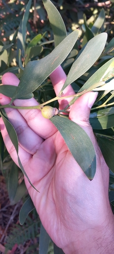 Longleaf Wattle Gall Wasp