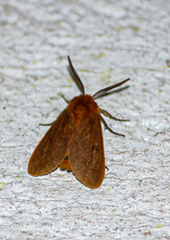 Metarctia rubripuncta