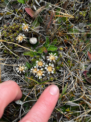 Raoulia subsericea, photograph (c) Ben, some rights reserved (CC BY)