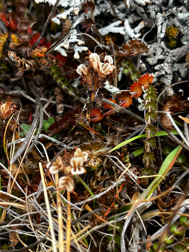 Euphrasia zelandica observed 2026-05-30