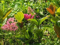 Medinilla speciosa