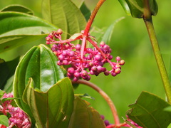 Medinilla speciosa