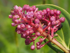 Medinilla speciosa