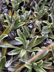 Celmisia angustifolia, photograph (c) Ben, some rights reserved (CC BY)