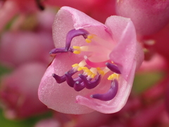 Medinilla speciosa