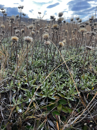 Celmisia angustifolia, photograph 2