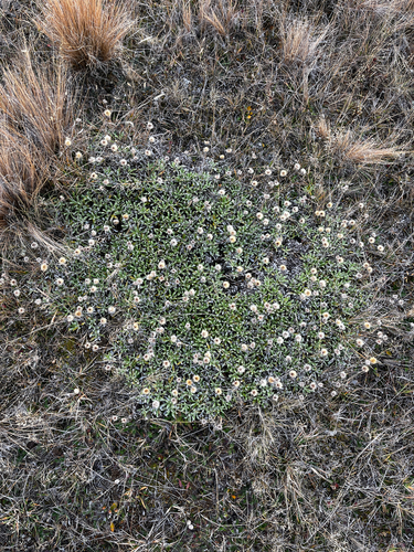 Celmisia angustifolia, photograph 1
