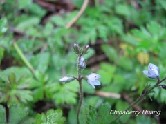Veronica morrisonicola