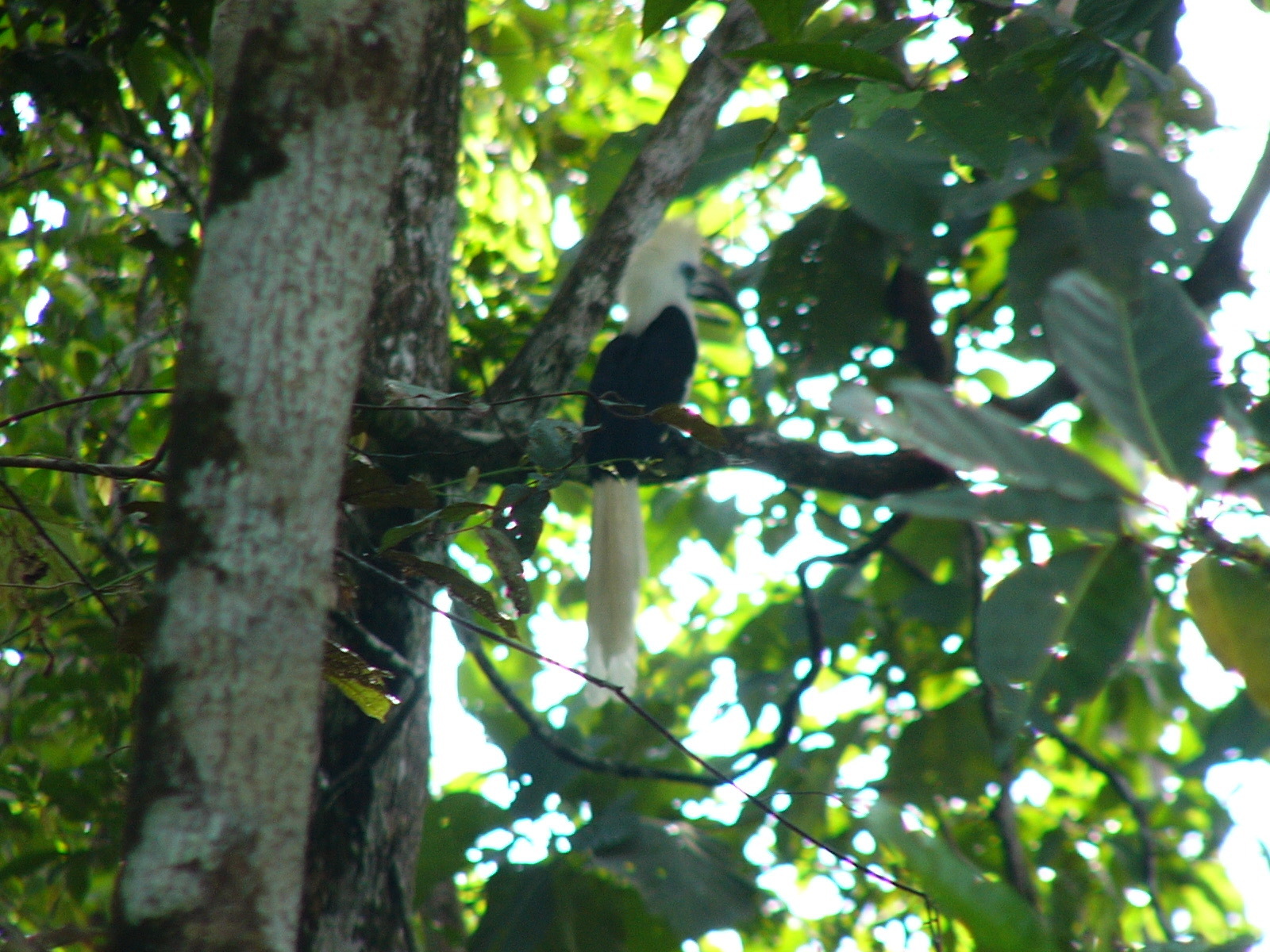 White-crowned Hornbill (Berenicornis comatus)
