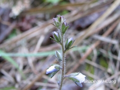 Veronica morrisonicola