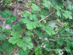 Ribes formosanum