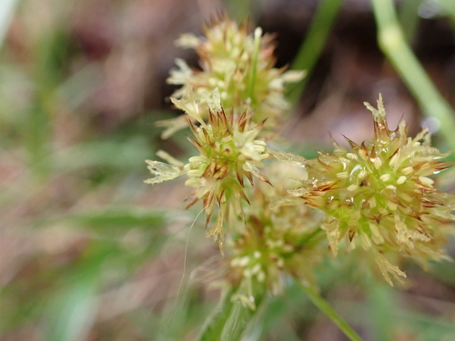 Luzula hawaiiensis observed 2026-05-24