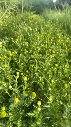 pineapple-weed