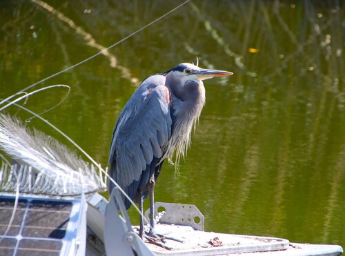 iNaturalist observation photo of Great Blue Heron
