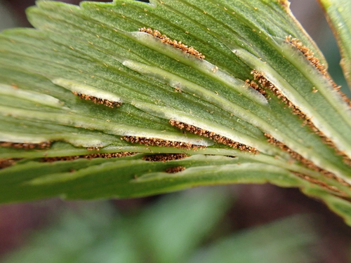 Asplenium polyodon, 2026-05-24