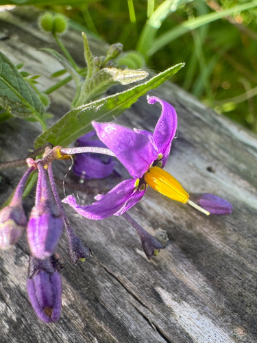 bittersweet nightshade