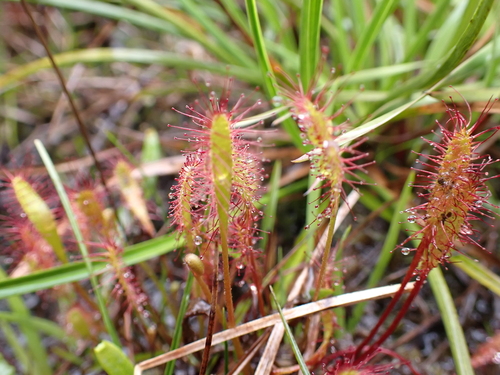 Drosera anglica observed 2026-05-24