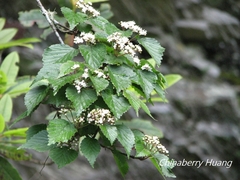 Viburnum betulifolium