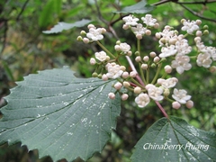 Viburnum betulifolium